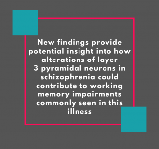 Gonzalez-Burgos et al. 2019 Journal of Neuroscience